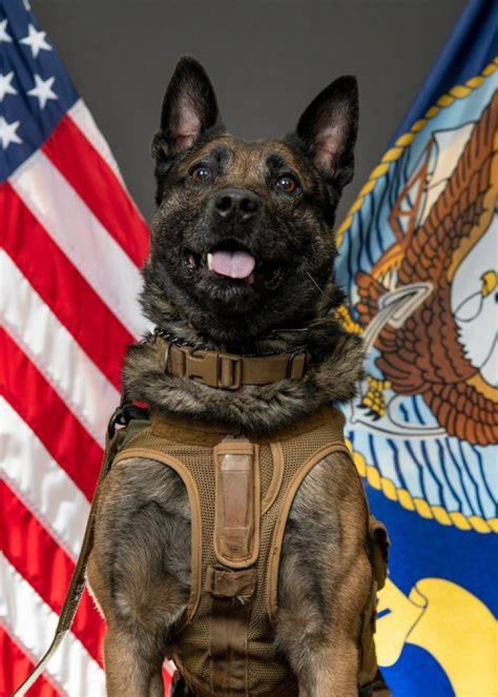 What breed is Navy SEAL dog?