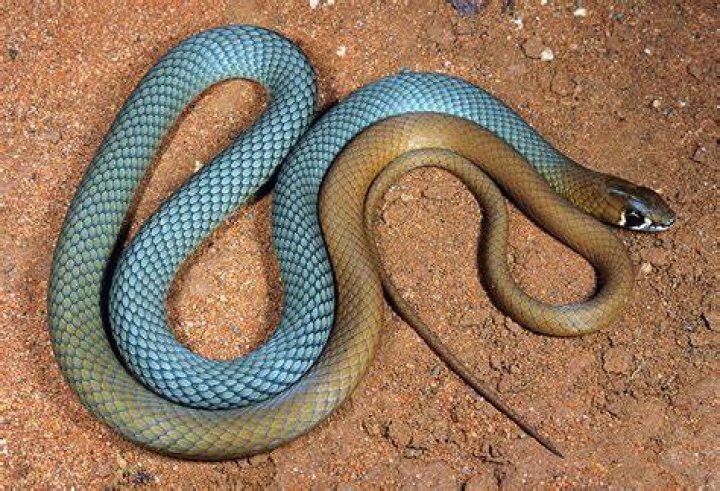 Where do you find whip snakes?